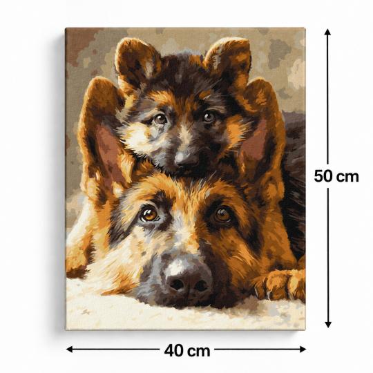Paint by Numbers – Adorable Shepherd Dogs 40x50 cm, photo 3